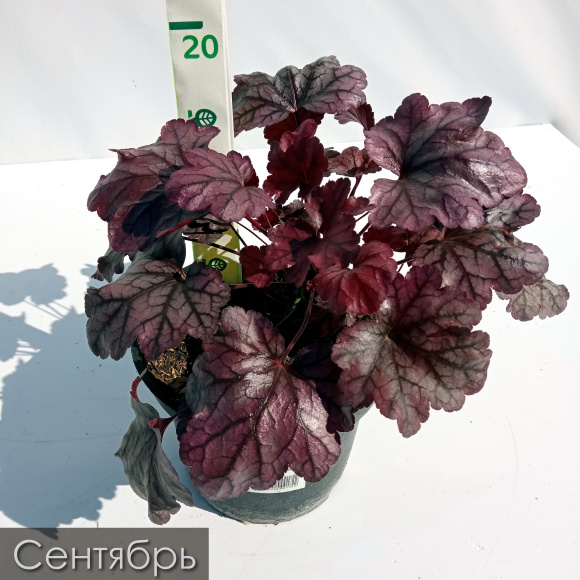 Гейхера Плюм Роял (Plum Royal) купить с доставкой Гейхера Плюм Роял (Plum Royal) купить с доставкой