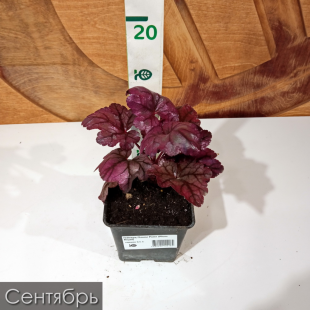 Гейхера Плюм Роял (Plum Royal)