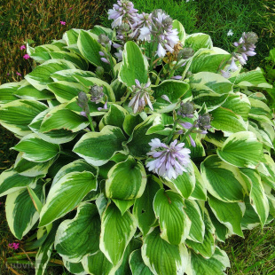 Хоста Вайд Брим (Wide Brim) [M]