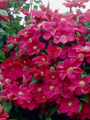 Клематис Руж Кардинал (Rouge Cardinal)