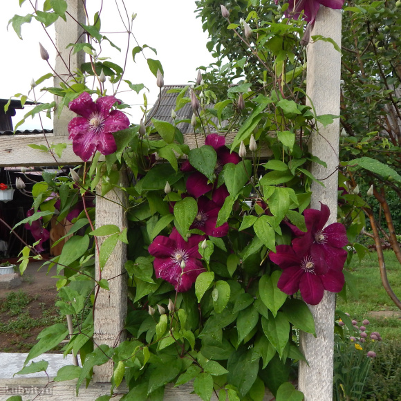 Клематис Руж Кардинал (Rouge Cardinal) купить с доставкой Клематис Руж Кардинал (Rouge Cardinal) купить с доставкой
