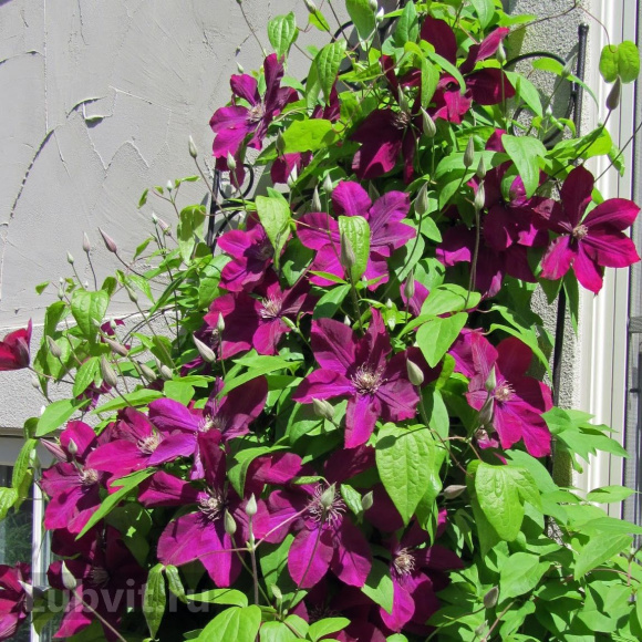 Клематис Руж Кардинал (Rouge Cardinal) купить с доставкой Клематис Руж Кардинал (Rouge Cardinal) купить с доставкой