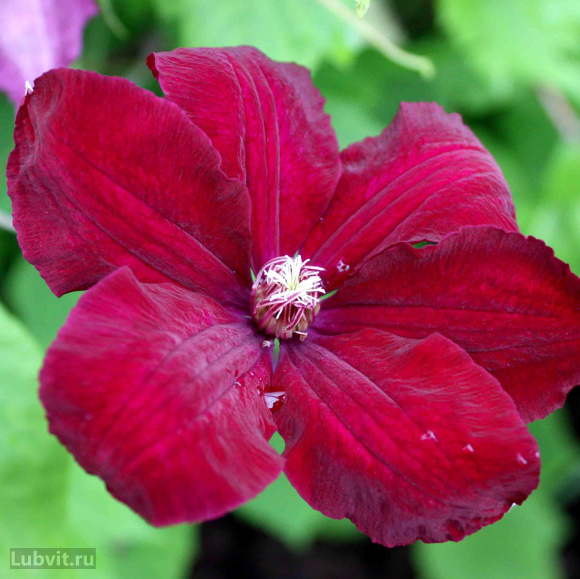 Клематис Руж Кардинал (Rouge Cardinal) купить с доставкой Клематис Руж Кардинал (Rouge Cardinal) купить с доставкой