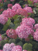 Гортензия Мэджикал Пинкербелл (Magical Pinkerbell) древовидная купить с доставкой