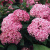 Гортензия Мэджикал Пинкербелл (Magical Pinkerbell) древовидная купить с доставкой