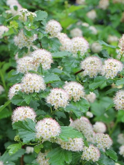 Пузыреплодник Литтл Грин (Little Greeny) купить с доставкой