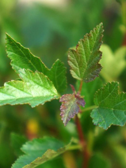 Пузыреплодник Литтл Грин (Little Greeny) купить с доставкой