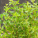 Пузыреплодник Литтл Грин (Little Greeny) с доставкой