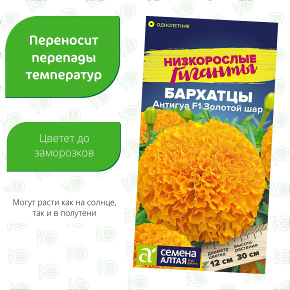 Бархатцы Антигуа Золотой шар [Семена алтая] купить с доставкой