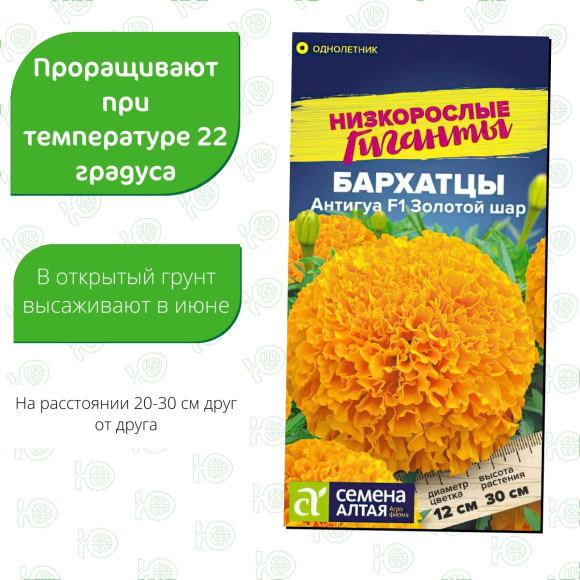 Бархатцы Антигуа Золотой шар [Семена алтая] купить с доставкой