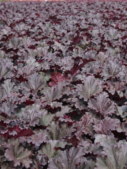 Гейхера Бинош (Binoche) купить с доставкой