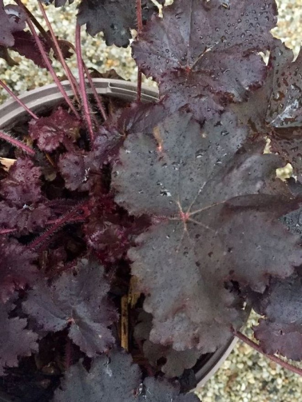 Гейхера Бинош (Binoche) купить с доставкой