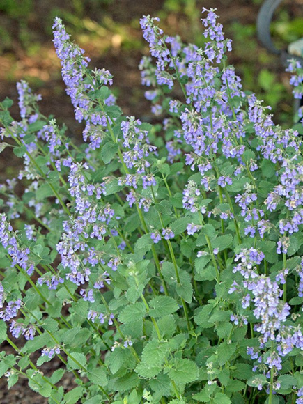 Котовник Фассена Блю Вандер (Blue Wonder) купить с доставкой Котовник Фассена Блю Вандер (Blue Wonder) купить с доставкой