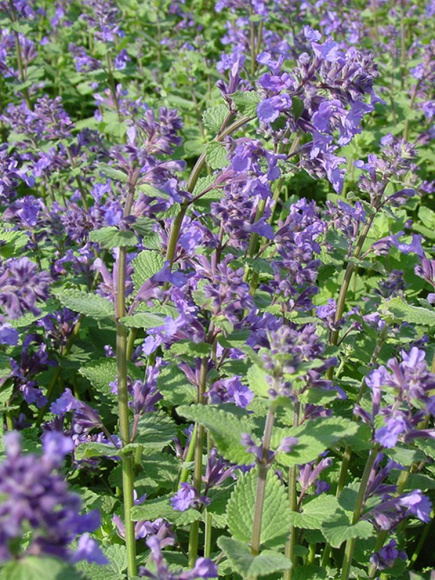 Котовник Фассена Блю Вандер (Blue Wonder) купить с доставкой Котовник Фассена Блю Вандер (Blue Wonder) купить с доставкой