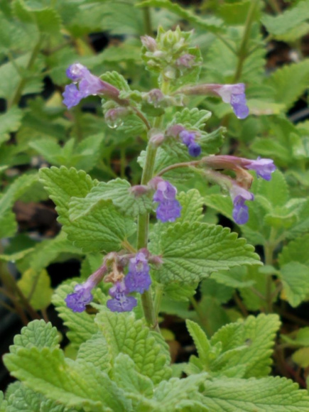 Котовник Фассена Блю Вандер (Blue Wonder) купить с доставкой Котовник Фассена Блю Вандер (Blue Wonder) купить с доставкой