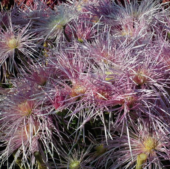 Хризантема Спайдер Пинк (Spider Pink) купить с доставкой Хризантема Спайдер Пинк (Spider Pink) купить с доставкой