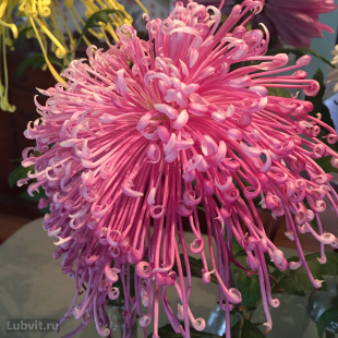 Хризантема Спайдер Пинк (Spider Pink)