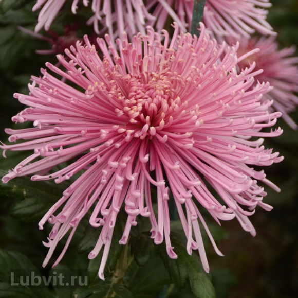 Хризантема Спайдер Пинк (Spider Pink) купить с доставкой Хризантема Спайдер Пинк (Spider Pink) купить с доставкой