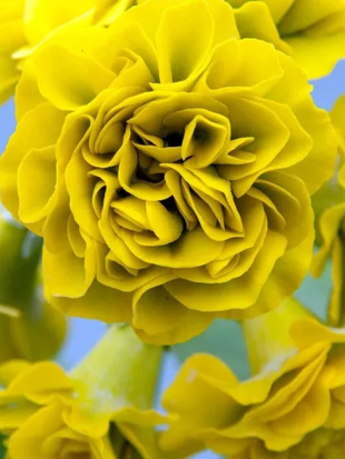 Примула Форест Лемон (Forest Lemon)