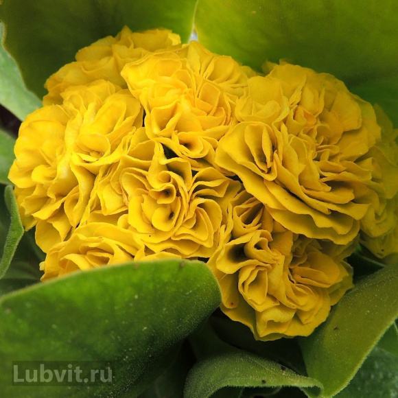 Примула Форест Лемон (Forest Lemon) с доставкой
