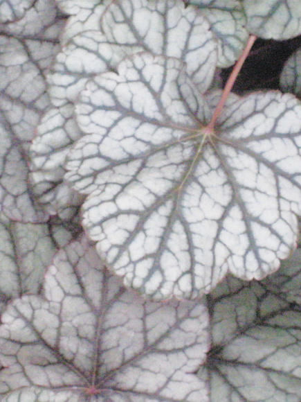 Гейхера Сильвер Скроллс (Silver Scrolls) купить с доставкой