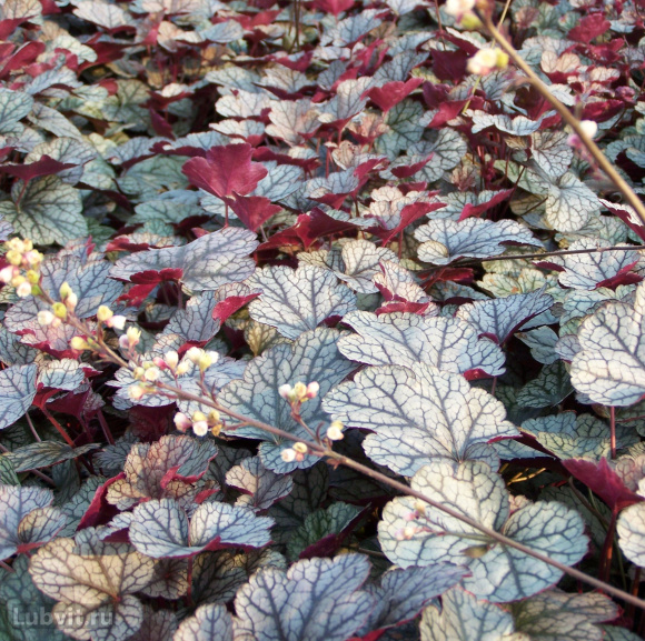 Гейхера Сильвер Скроллс (Silver Scrolls) купить с доставкой