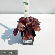 Гейхера Сильвер Скроллс (Silver Scrolls)