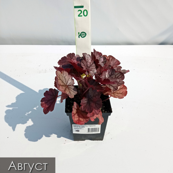 Гейхера Сильвер Скроллс (Silver Scrolls) купить с доставкой