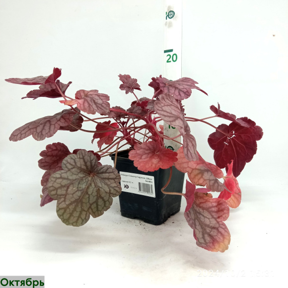 Гейхера Сильвер Скроллс (Silver Scrolls) купить с доставкой