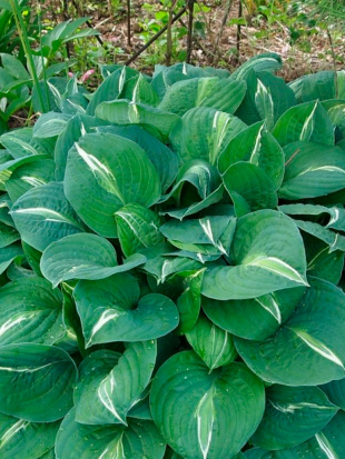 Хоста Стриптиз (Striptease) [M]