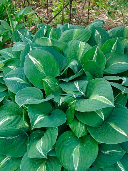 Хоста Стриптиз (Striptease) [M] купить с доставкой