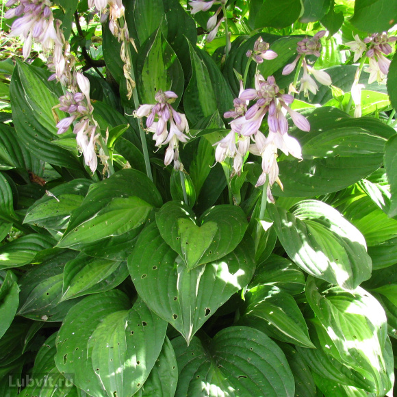 Хоста Стриптиз (Striptease) [M] купить с доставкой