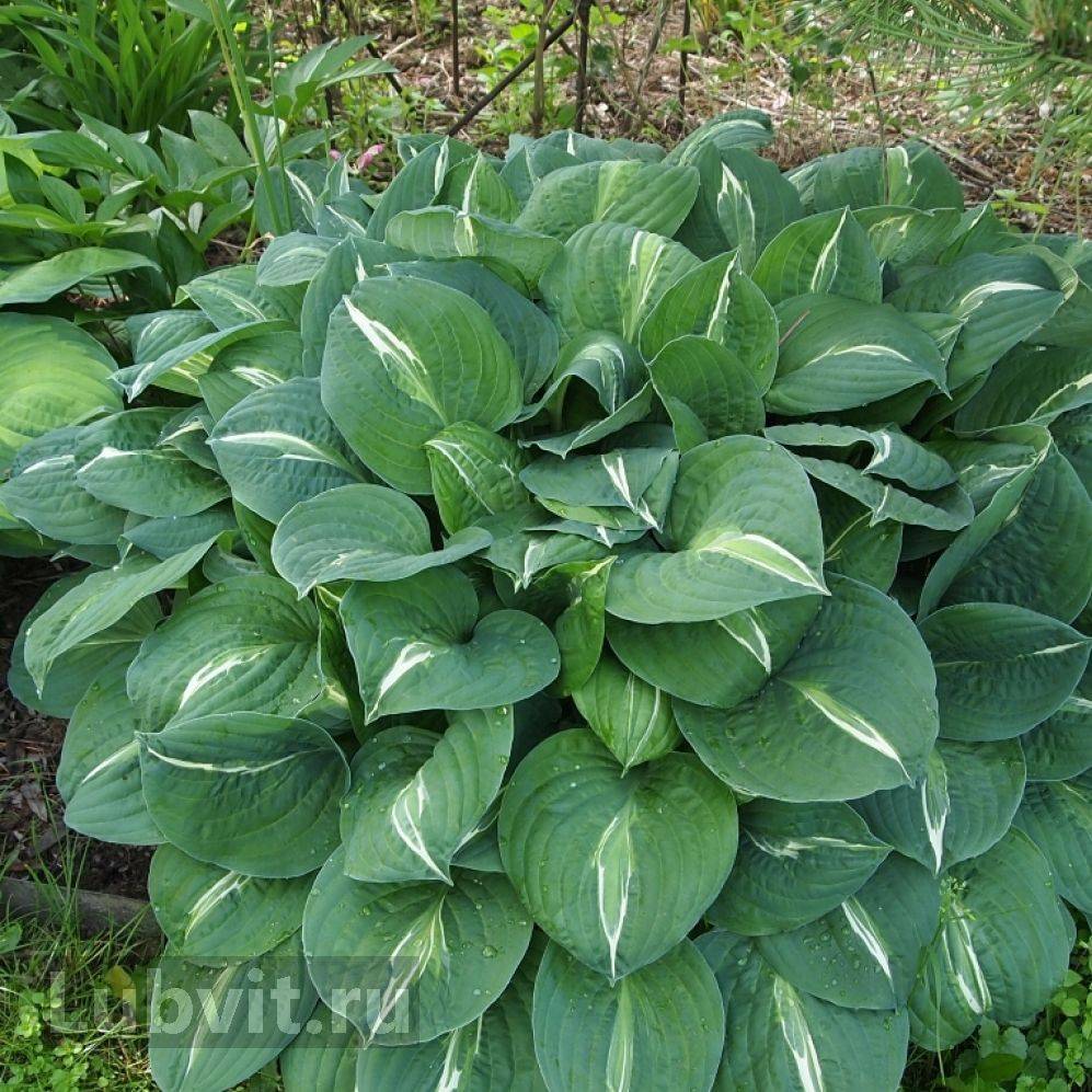 Африкалық порно ірі планда