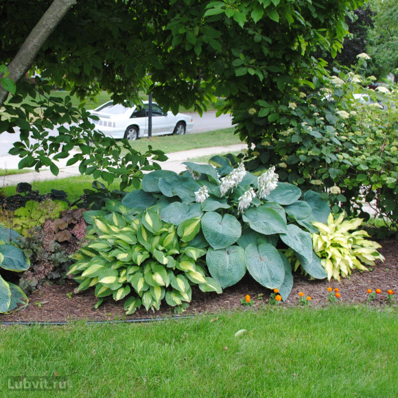 Хоста Стриптиз (Striptease) [M] купить с доставкой