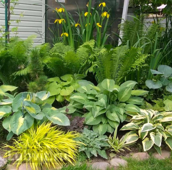 Хоста Стриптиз (Striptease) [M] купить с доставкой