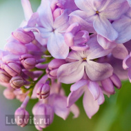 Сирень Маршал Бирюзов