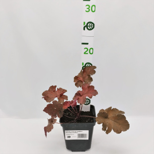 Гейхера Чоколат раффлз (Chocolate Ruffles)