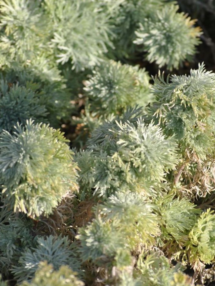 Полынь Шмидта Нана купить с доставкой