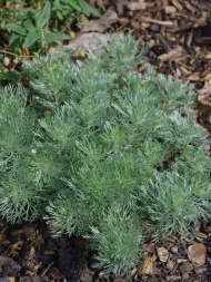 Полынь Шмидта Нана