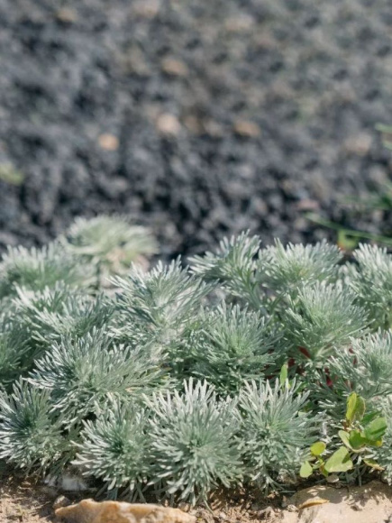 Полынь Шмидта Нана купить с доставкой