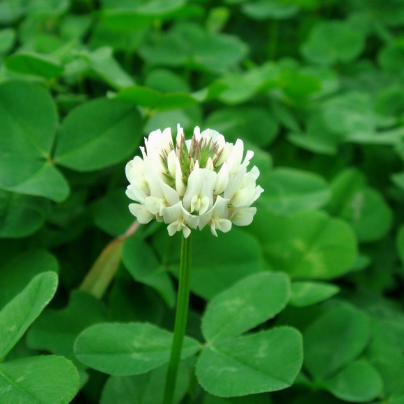 Клевер Белый ползучий [Семена редких растений] купить с доставкой