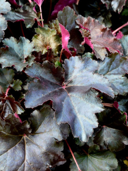 Гейхера Билберри (Bilberry) купить с доставкой Гейхера Билберри (Bilberry) купить с доставкой
