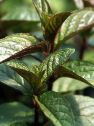 Мята перечная Чоколейт (Chocolate)