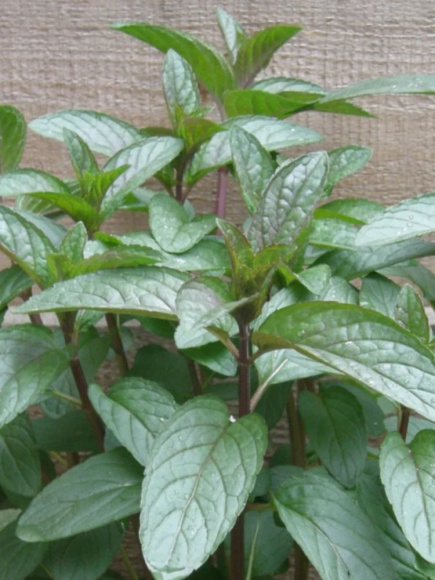 Мята перечная Чоколейт (Chocolate) купить с доставкой