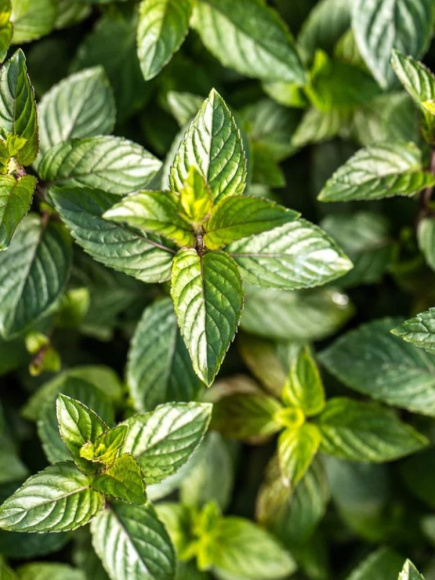 Мята перечная Чоколейт (Chocolate) купить с доставкой
