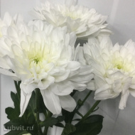 Хризантема садовая Балтика Уайт (Baltica White) Хризантема садовая Балтика Уайт (Baltica White)