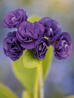 Примула Ксавьер (Xaver)