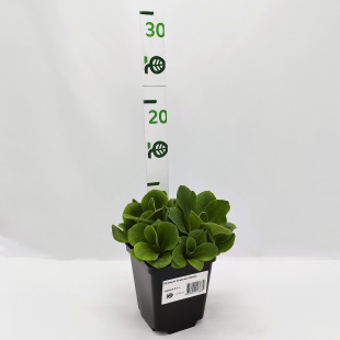 Примула Ксавьер (Xaver)