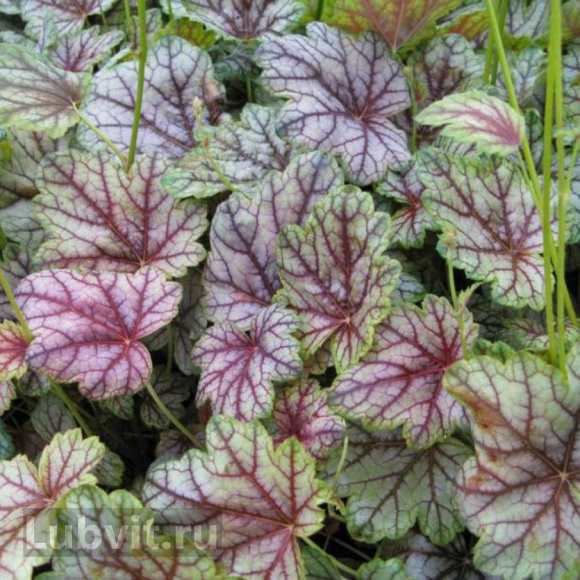 Гейхера Венус (Venus) купить с доставкой Гейхера Венус (Venus) купить с доставкой