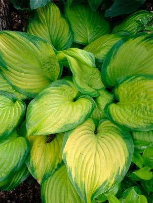 Хоста Стейнд Гласс (Stained Glass) [M]